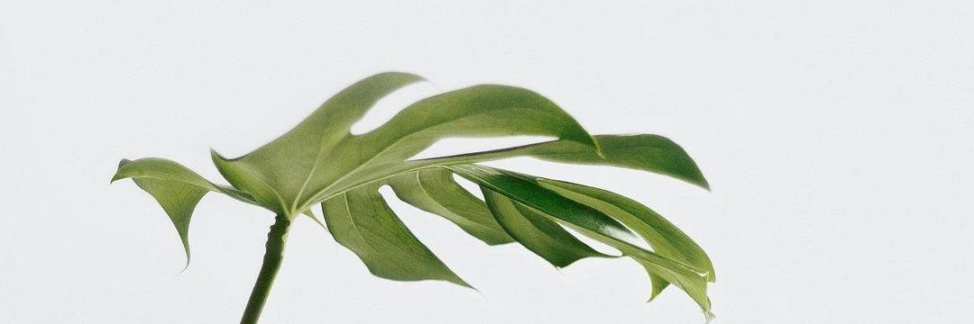 Kweku_Abei's profile banner image