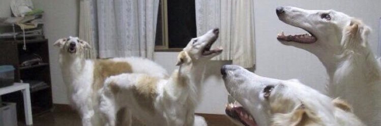 elis borzoi da silva santos banner