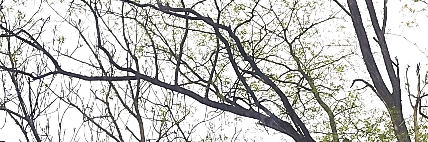 xdelrey's profile banner image