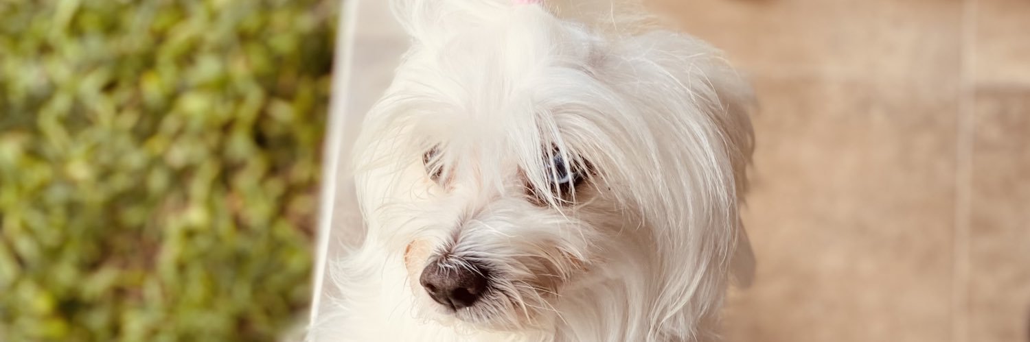 bertolinomilena's profile banner image