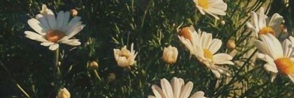 kays_laurae's profile banner image
