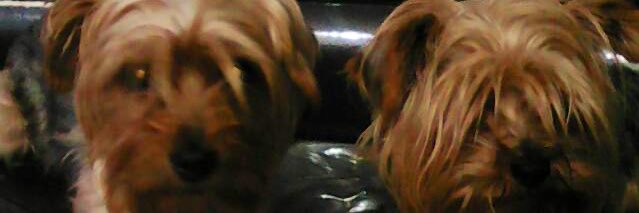 camy banner