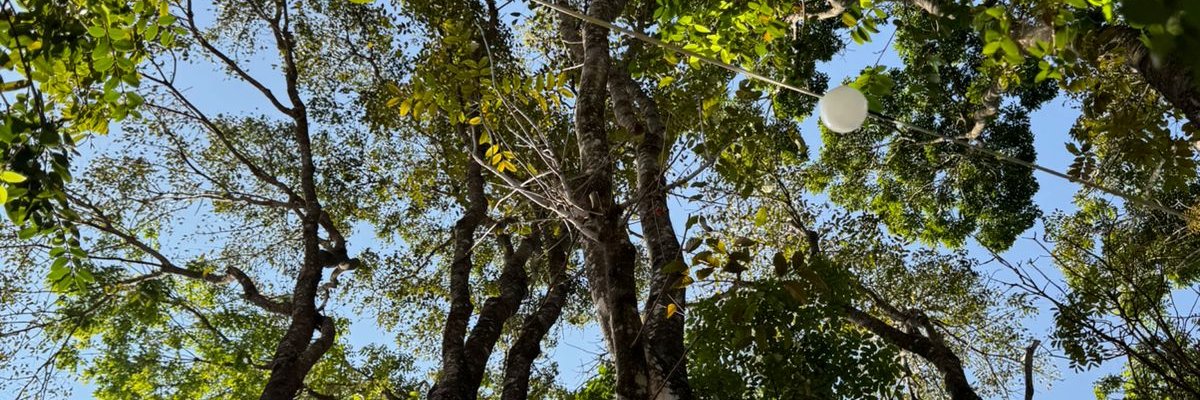 alinevelosoa's profile banner image