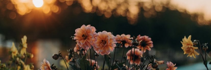 __taoxo's profile banner image