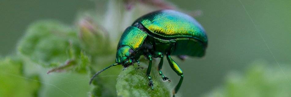 Wiltshire and Swindon Biological Records Centre banner