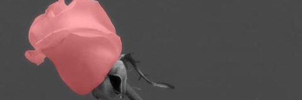 DORE2323 Profile Banner