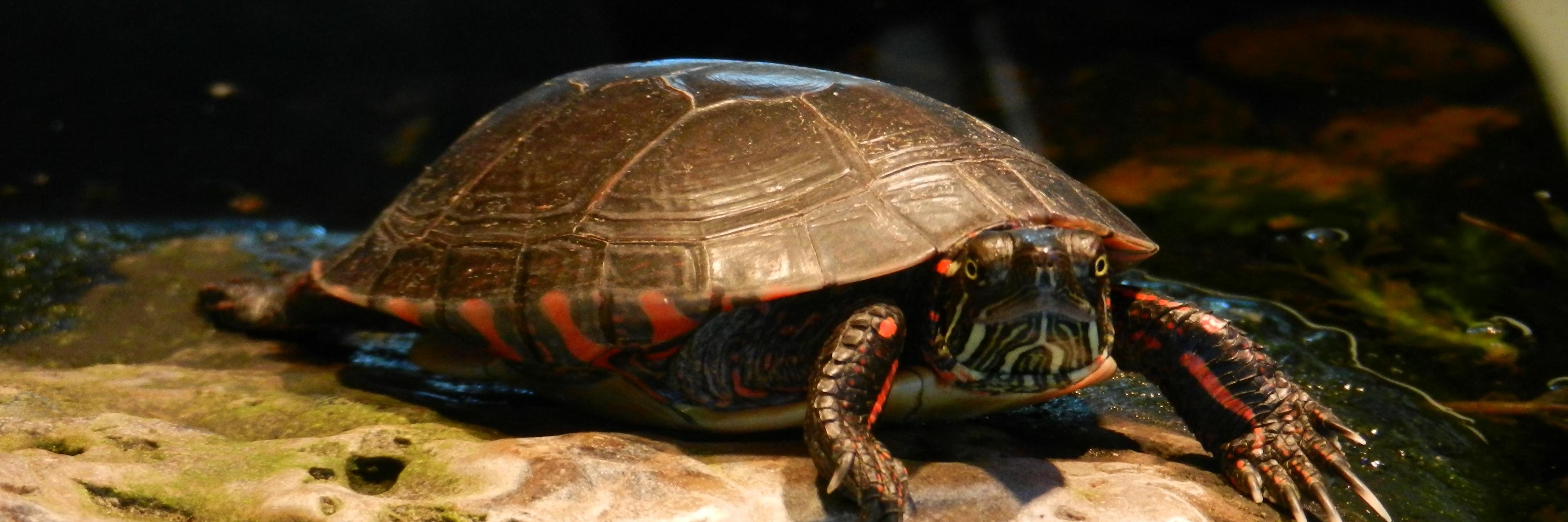 PamTurtle's profile banner image