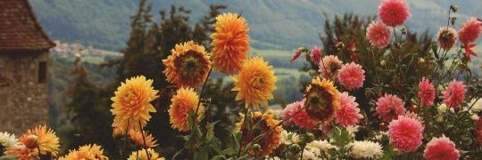 GypsyRotsaert's profile banner image