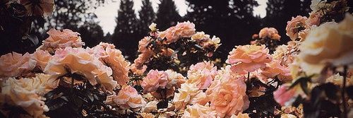 TamingTaylor's profile banner image
