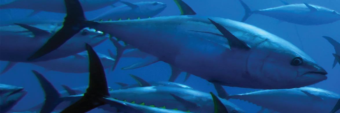 bluezonefishing's profile banner image