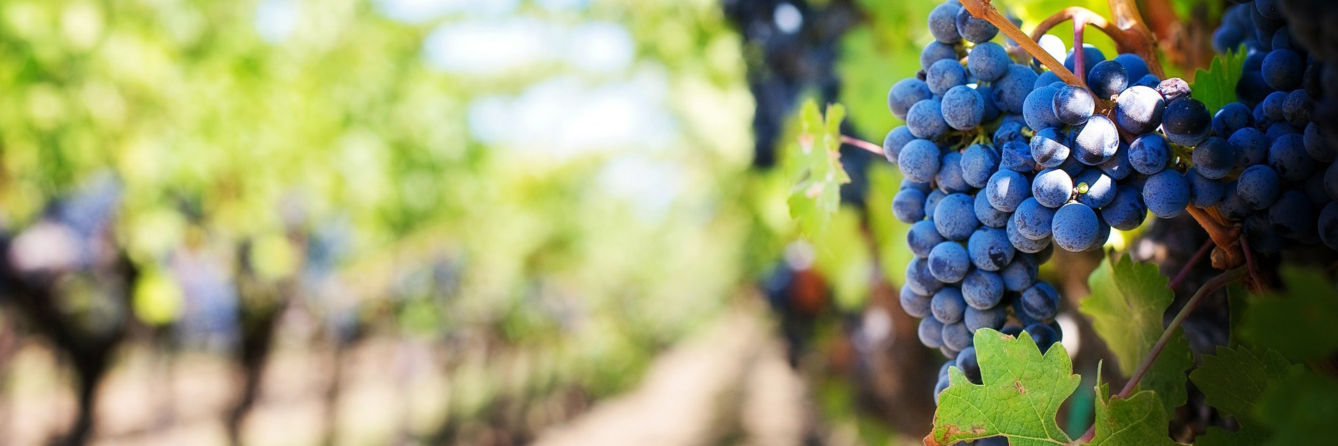 PurdueWineGrape's profile banner image
