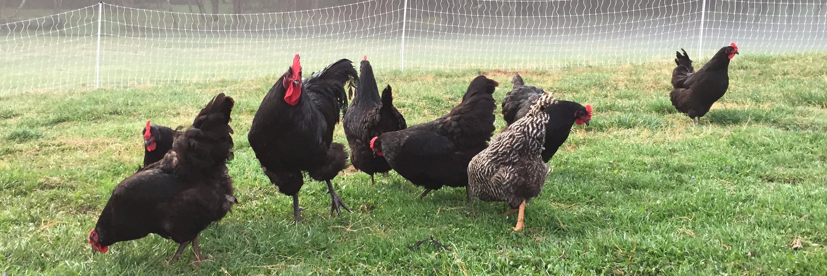eplingfarm's profile banner image