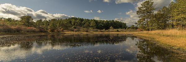 PineBarrensAlliance banner