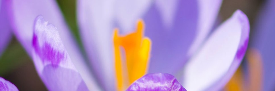 Phoenix Psychology banner