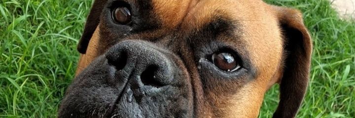 Florilobos4's profile banner image