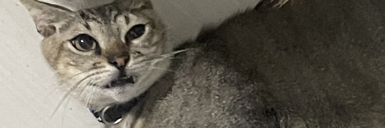 tyegi's profile banner image