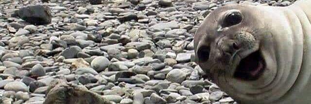WhitbySeals's profile banner image
