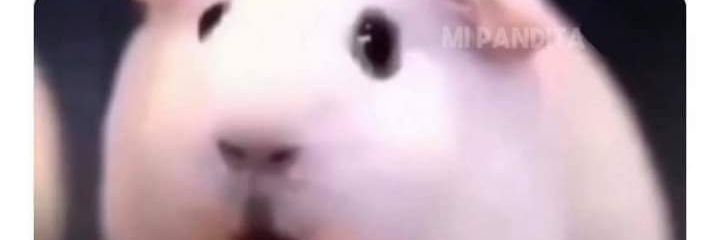 pato_z3's profile banner image