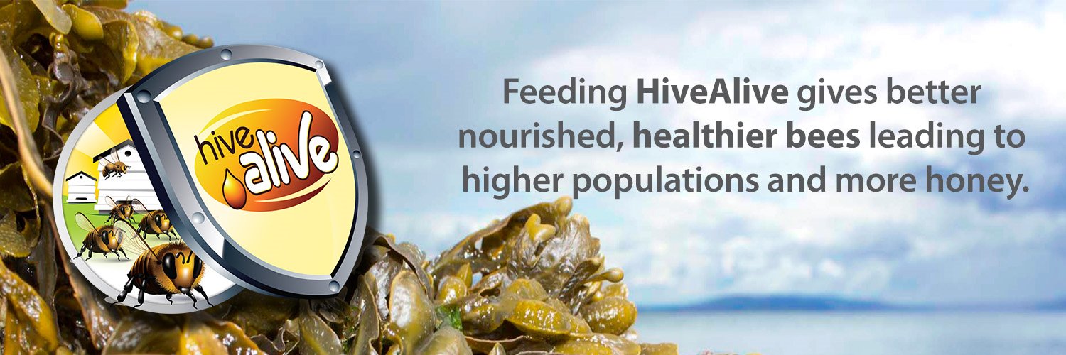 HiveAliveBees's profile banner image