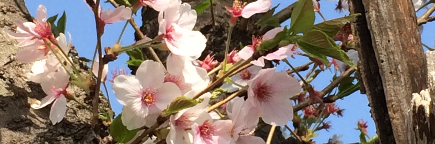 mocha（モカ） banner