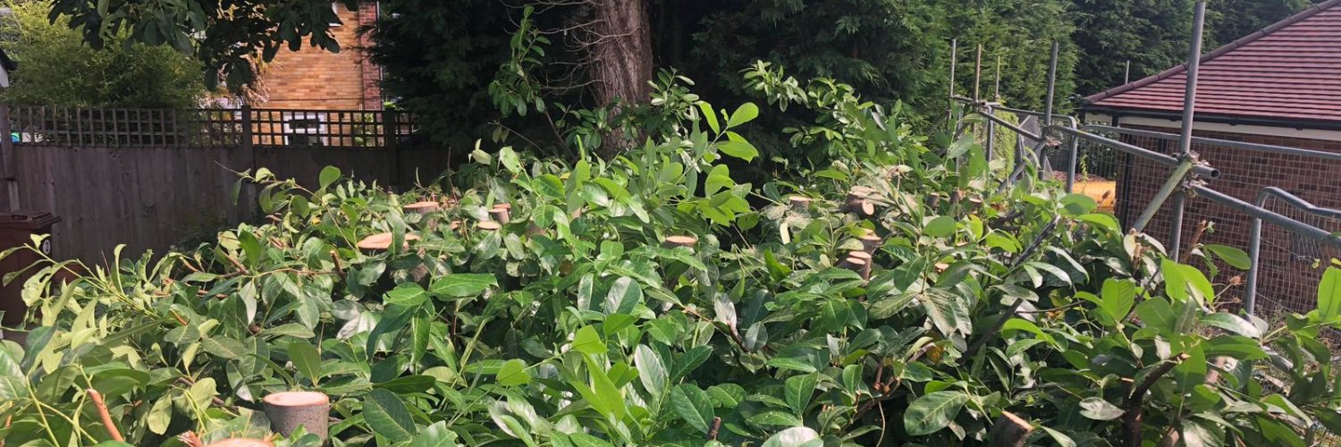 TreeProLtd's profile banner image