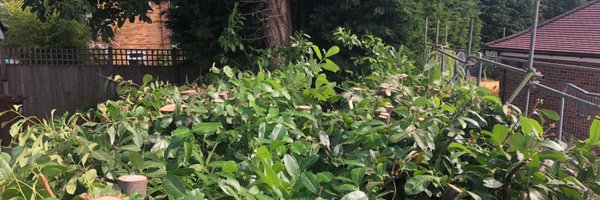 TreeProLtd Profile Banner