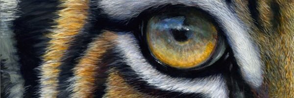 TimidTyger's profile banner image