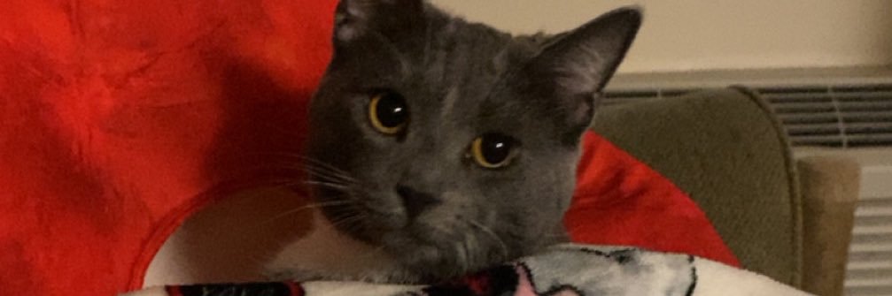 cheesyyfries's profile banner image