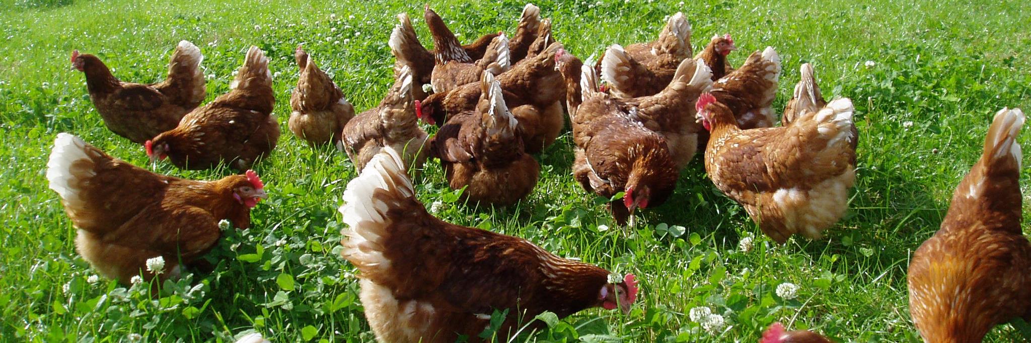 EarlyBirdFreeRangEgg banner