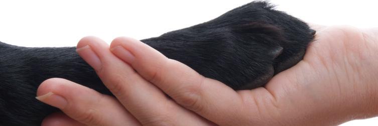 aevc_vet's profile banner image