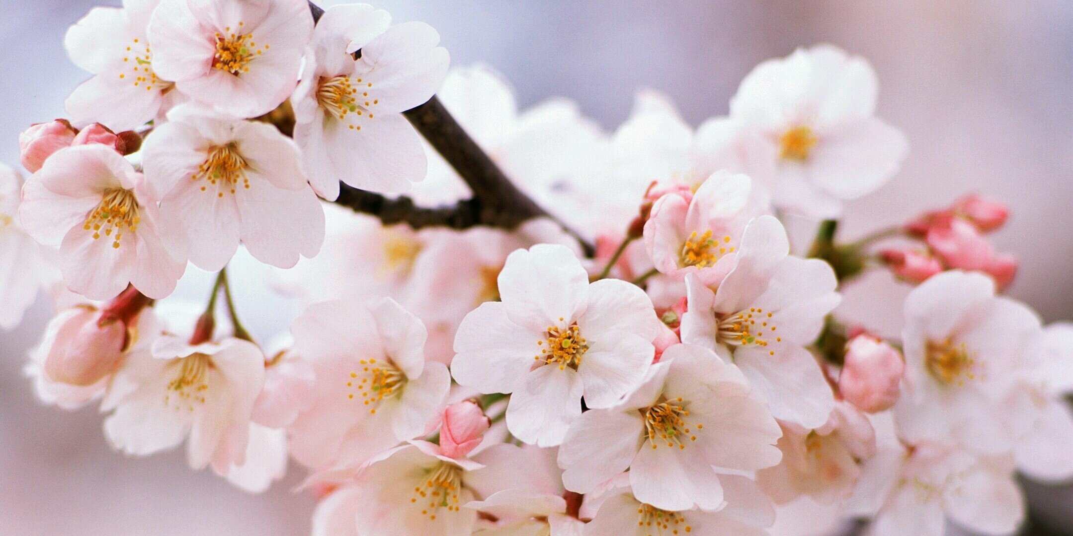 Anisha_C2's profile banner image