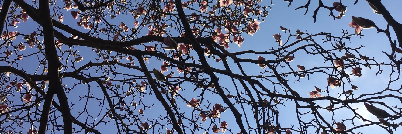 Sharmila Cohen banner