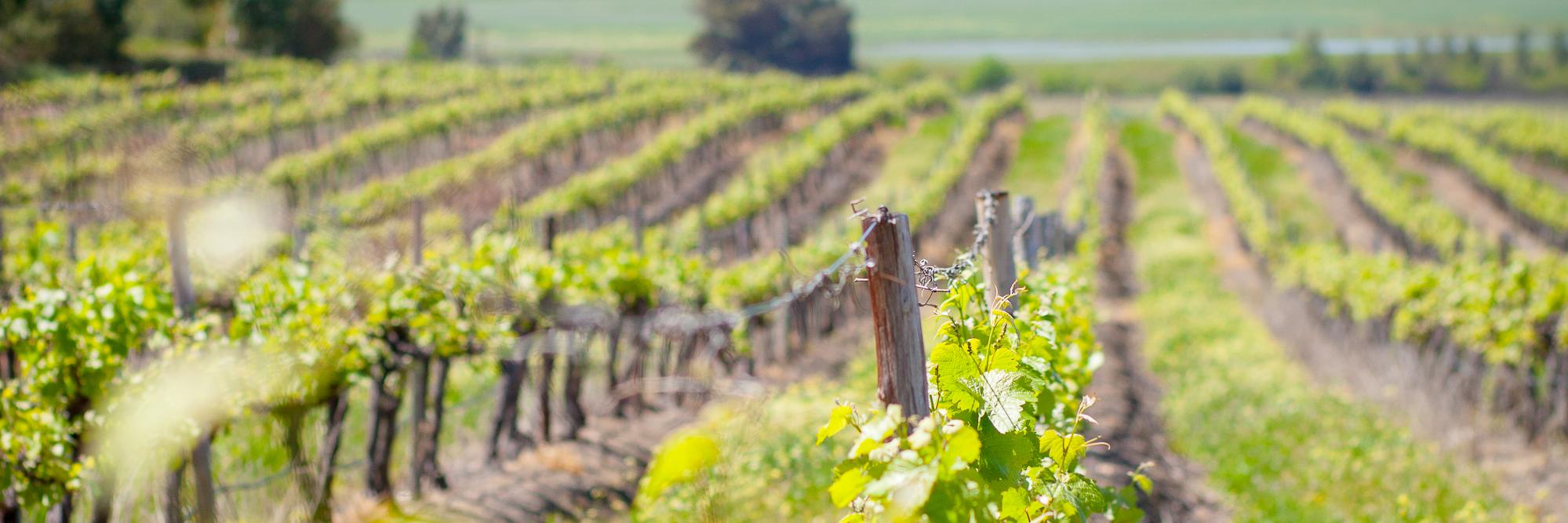 Hello Villiersdorp banner