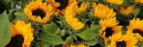 LeonneTempels's profile banner image