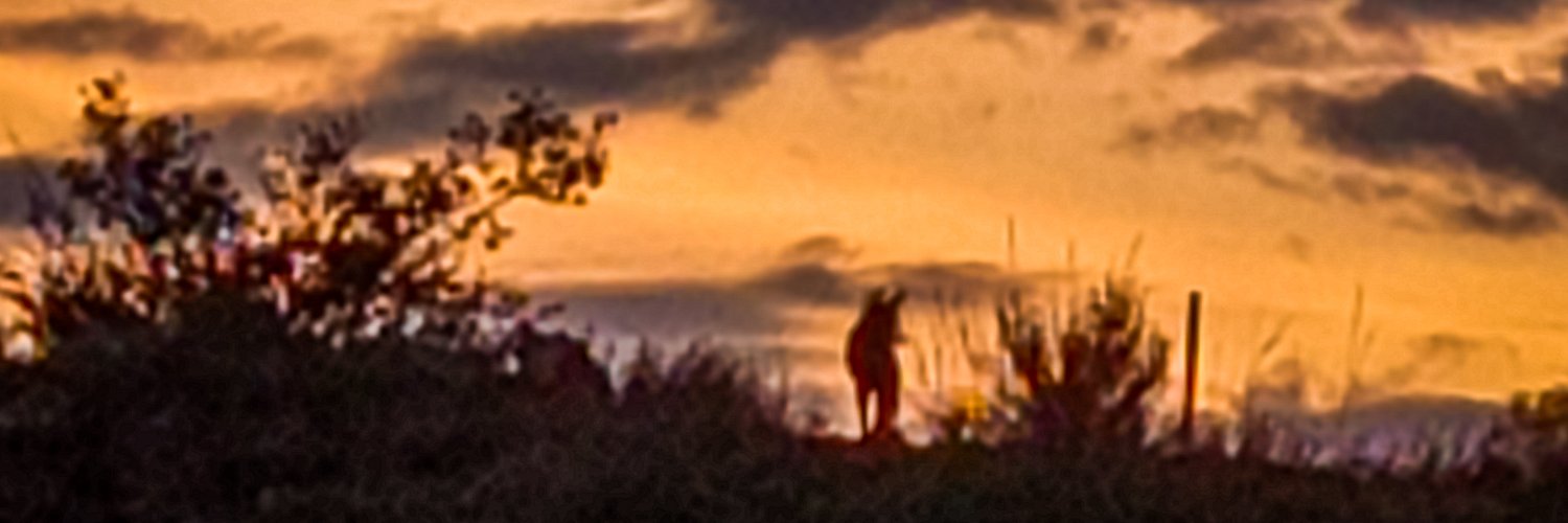 adselles's profile banner image