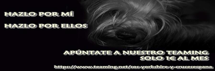 SOS_Yorkshire's profile banner image
