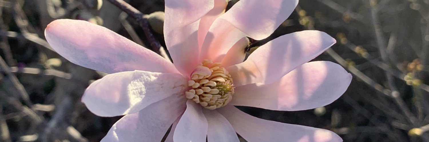 Rebeca with 1 c banner