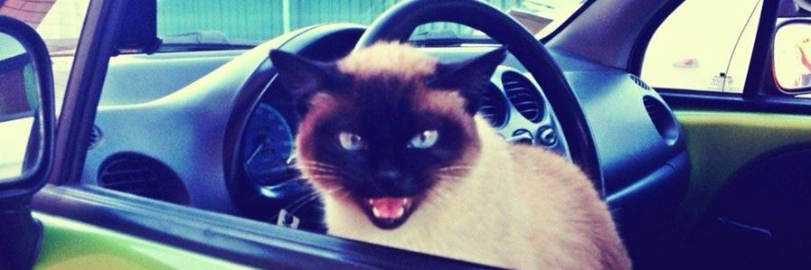 Котяра banner