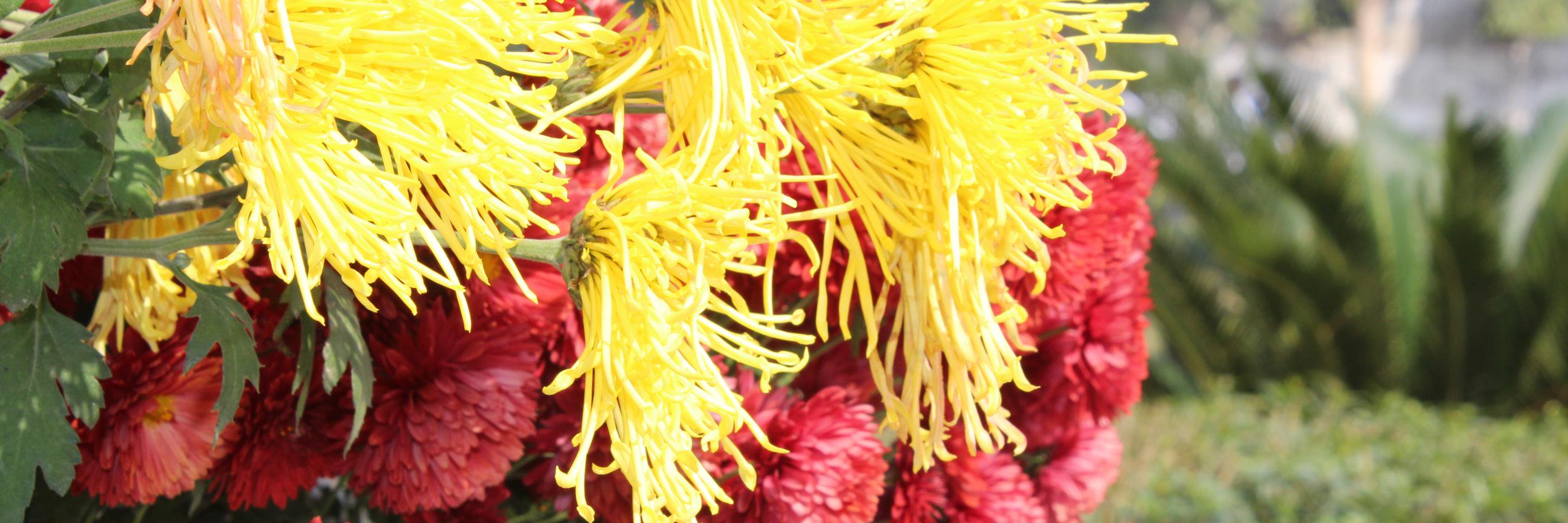 arshsushil's profile banner image