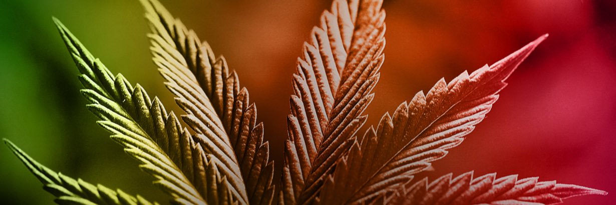 5 Buds banner