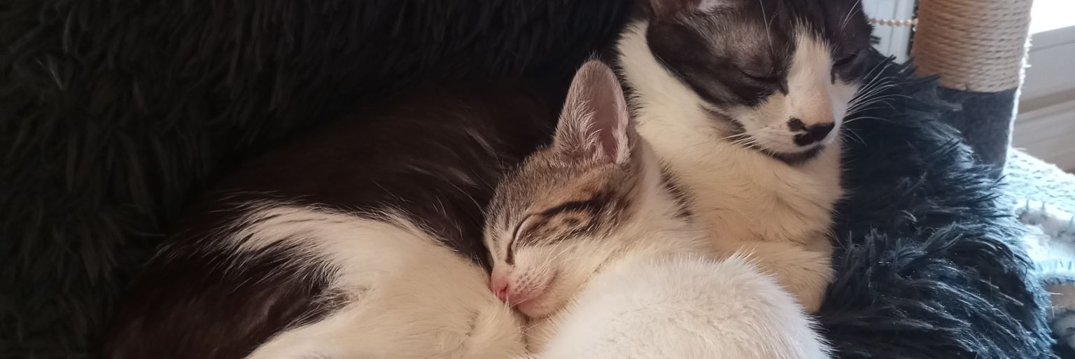 weird0soul's profile banner image