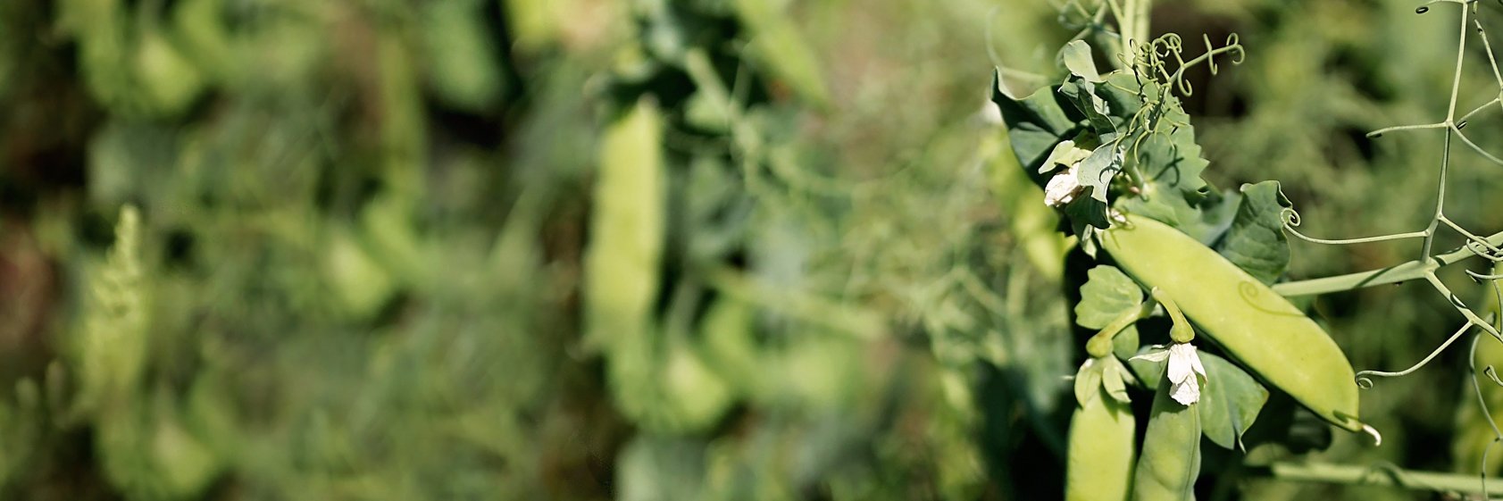 ZakOrganics's profile banner image