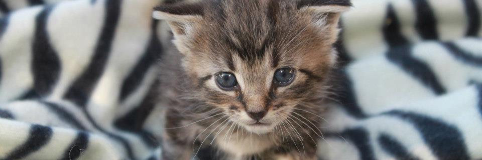 PurrsAndSpurs's profile banner image