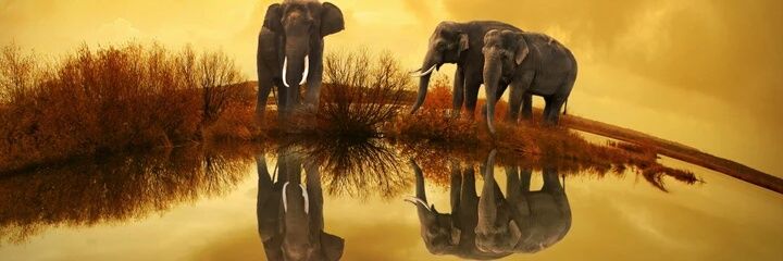 Anthony Kariuki banner