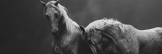 benjamin baby back ribs banner