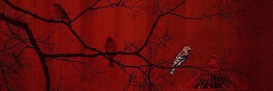 ferisbulutu's profile banner image