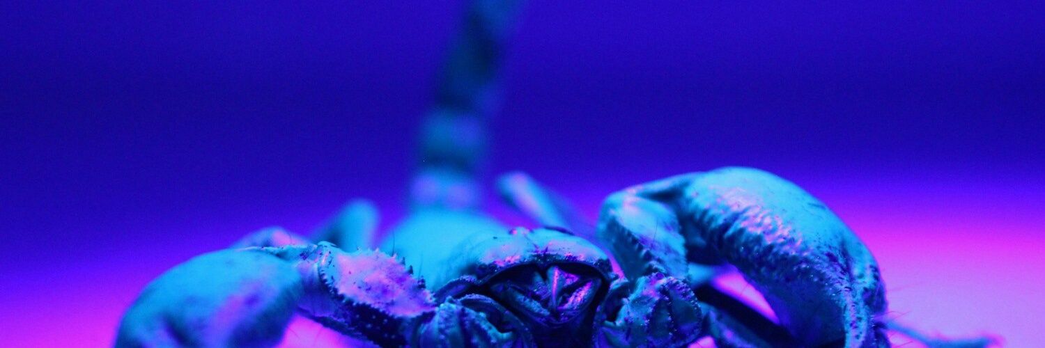 Skellumshi's profile banner image