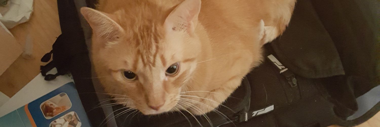 🌻Says the Cat Lady...🌻🙏🌻 banner