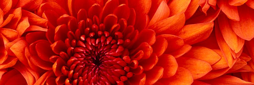 MichelePepin's profile banner image