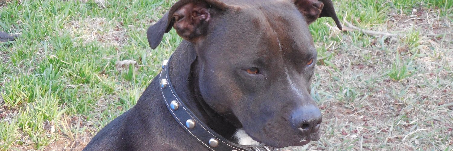 pibblelvr59's profile banner image